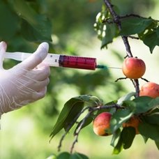 Продукты, содержащие ГМО: правда и вымысел