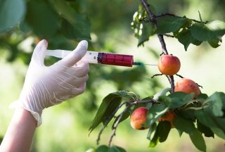 Продукты, содержащие ГМО: правда и вымысел