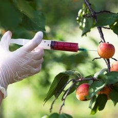 Продукты, содержащие ГМО: правда и вымысел
