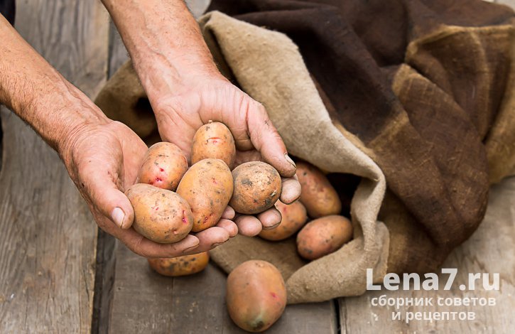 Несколько картофелин в руках человека