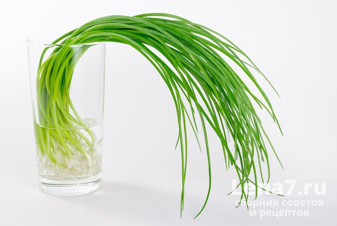 Хранение зеленого лука в стакане с водой