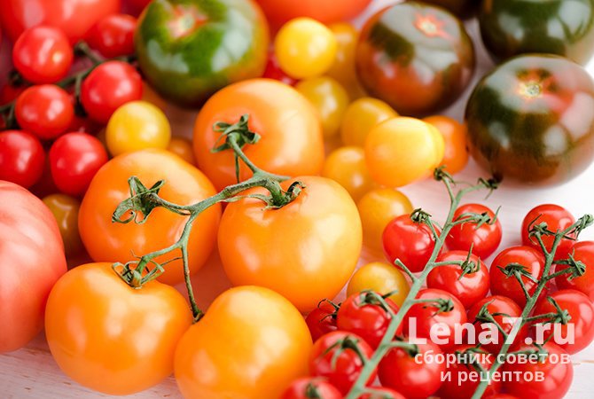 При огромном количестве сортов помидоры отличаются разнообразием форм, размеров и окрасок спелых плодов