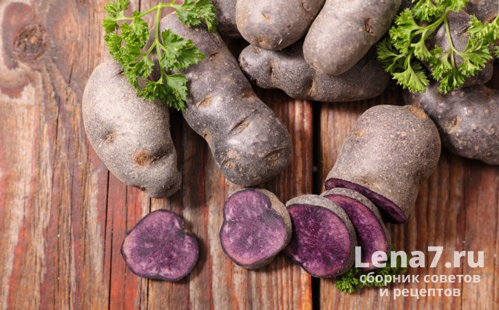 Картофель фиолетового цвета - необычный, но полезный овощ