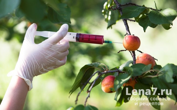 Опасны ли продукты, содержащие ГМО?