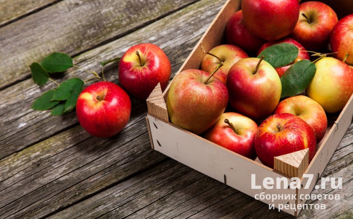 Как правильно хранить яблоки: важные советы