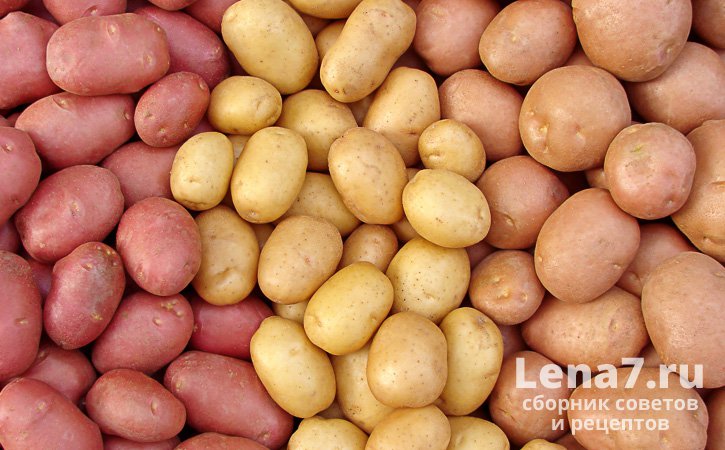 Три ряда картофелин разного сорта 
