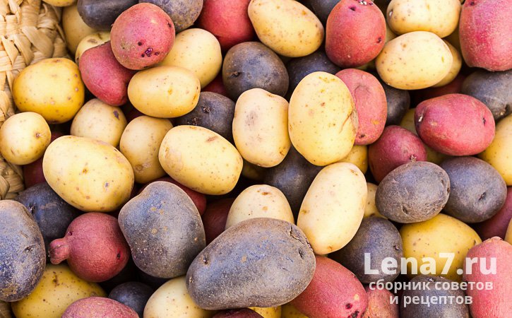 Перемешанные разноцветные картофелины