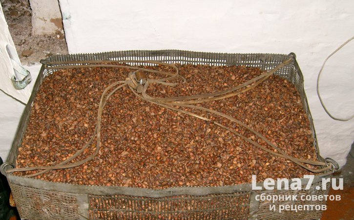 Условия хранения кедровых орехов товарной и семенной категории