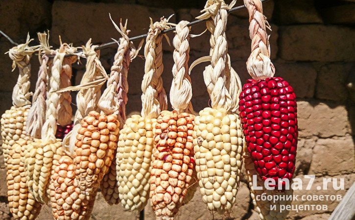 Как правильно сушить кукурузу