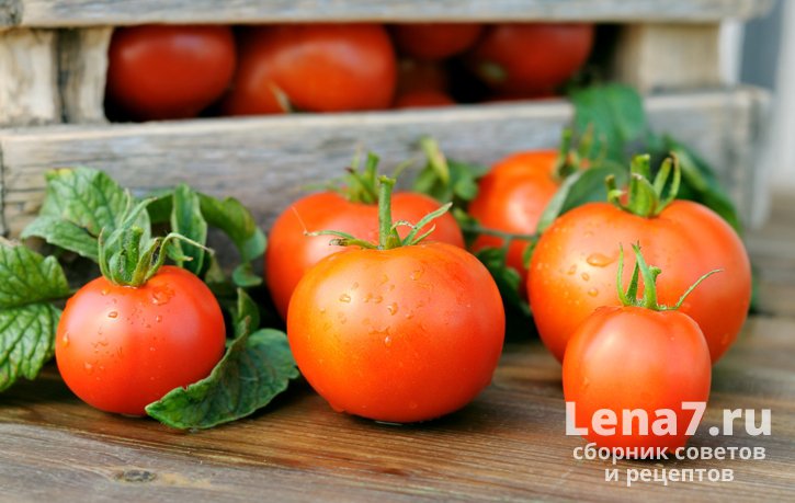 Как хранить зрелые помидоры