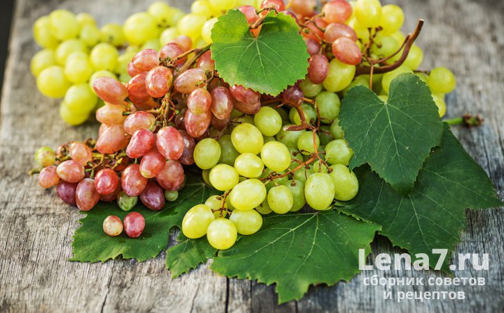 Правильное хранение винограда: важные рекомендации