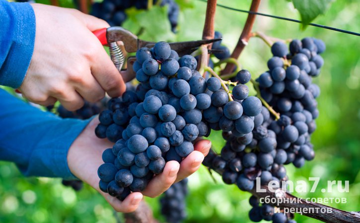 Правильная подготовка винограда к хранению