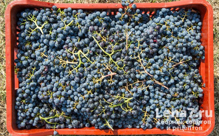 Способы хранения винограда