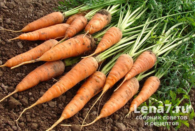 Как хранить морковь правильно?
