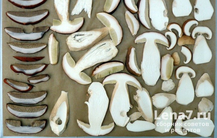 Подготовка белых грибов к сушке в духовке