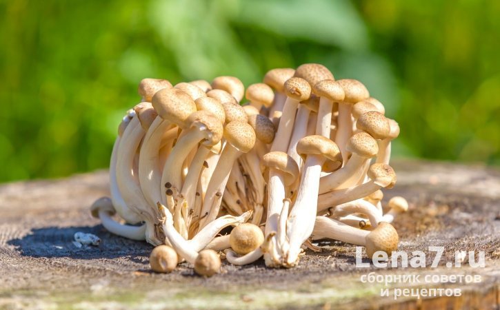 Название «опенок» – разговорное, народное, несистематическое название некоторых видов грибов