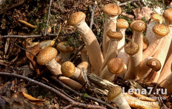 Осенние съедобные грибы опята